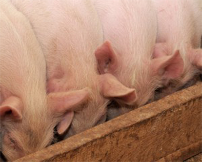 pigs-eating Mo' Milk® - Image 4