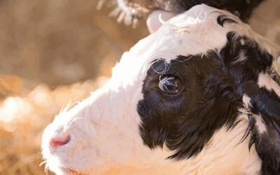 Cow-with-calf-fresh-cow-400x533