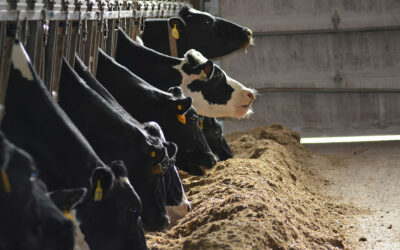 DA02-Recovery-Road-cows-eating-400x267