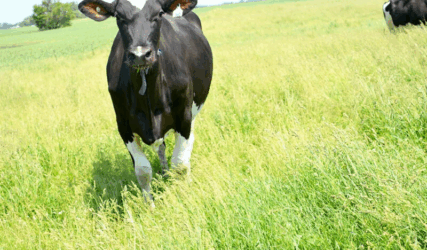 DA03-unspoken-truth-cow-pasture-800x533