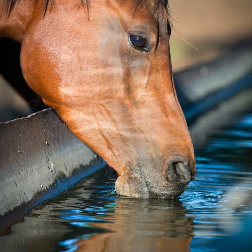 Equine, horse drinking water