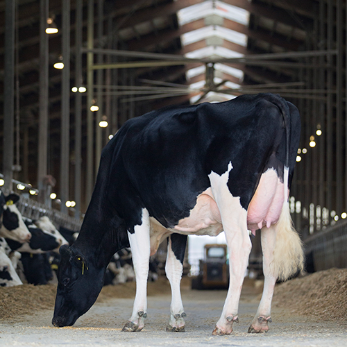 Immune Support tab dairy